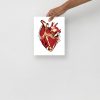 Heart Drawing “Musical Heart No. 2” Anatomical Heart Art (Red and Cream) - Image 3